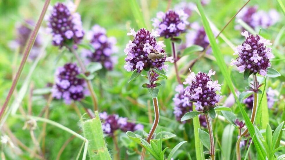 Thyme Fours Precegtement sirit