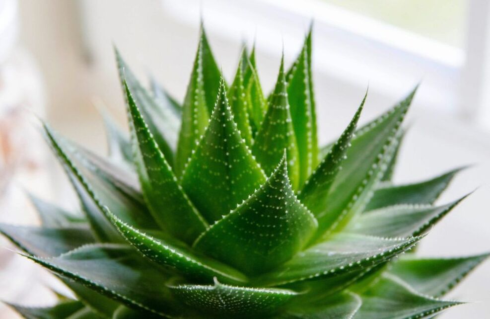 aloe pikeun pembesaran sirit