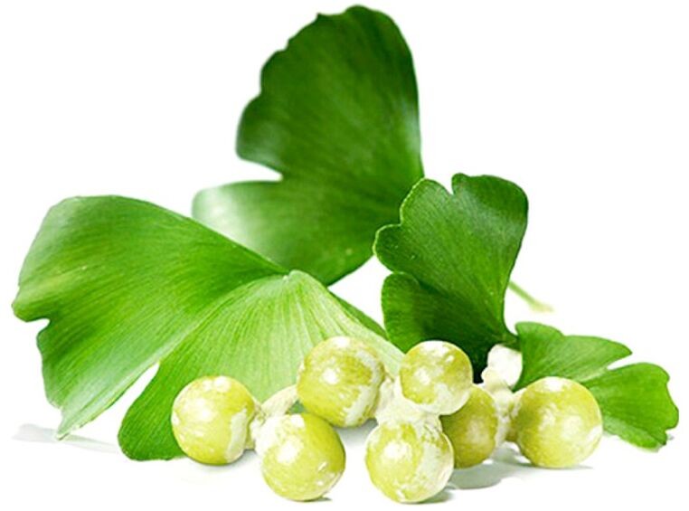 Daun ginkgo biloba ningkatkeun sirkulasi getih dina jaringan sirit