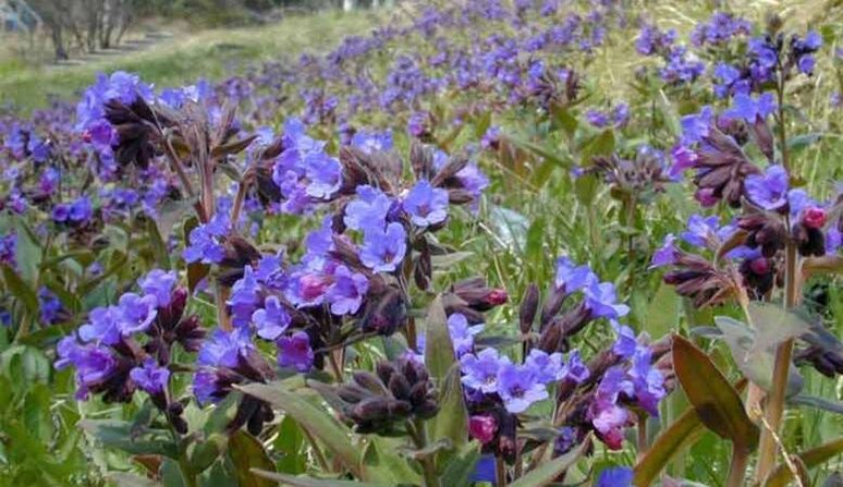 Lungwort pikeun nyiapkeun infus anu ngamajukeun pembesaran sirit
